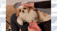 【映像】愛犬が「太々しい態度でお手する」