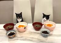 藤あや子『昨日の晩ごはん』