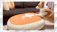【映像】北海道チーズ蒸しケーキに飛び乗るコーギー