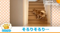 【映像】そろりそろりと忍び足で階段を上がる柴犬