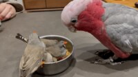 【映像】餌を食べられ、悲しそうな表情の大きなインコ