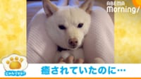 【映像】ウトウト表情の豆柴(足に挟まった驚きの表情も)