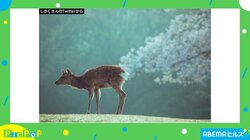 「これは…よく出ていますね」 鹿のお尻から“桜が吹き出す”写真が話題