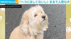 「べつにほしくないし」おやつをチラチラ“盗み見”する犬に「何回も薄目の横目でw」「そんな卑しくないですってフリ（笑）」など反響