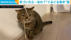「え…絡まっちゃった」自作の猫じゃらしで遊んでいた猫の“困った顔”に「かわいい」「絶賛自分自身捕獲中」の声が続出