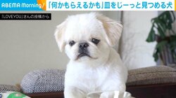 「何かもらえるかも」空っぽの皿を凝視する犬 全身全霊で期待を寄せる“真っ直ぐな眼差し”が「最後まで諦めない姿イケてるぜ」と反響