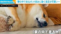 どんな夢を見ているの？柴犬が寝ながら前足を“バタバタ” 可愛らしい光景に「ドラムの練習中」「ピアノ弾いてる」の声
