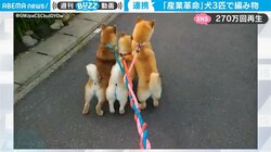 3匹の柴犬が散歩中に大興奮→リードが“三つ編み”状態に…。ほっこり珍現象と原因に反響