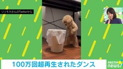 器用にダンスをする犬 ゴミ箱の周りを周回する“愛くるしい”姿に「ひっくり返さないのは偉い!」「思いのほか踊ってた!!」と話題
