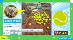 嬉しすぎて放心状態！？ 大好きなテニスボール100個に戸惑う犬の表情に「3分に1回見ては笑ってる」と絶賛の声