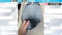 これは一体、どういう状態！？ 飼い主に甘えすぎて完全にとろけてるハト、もはや原型をとどめていない姿がかわいすぎると話題に「飼い主と意思が通じてる」