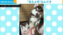 生後5カ月の犬がお手→なでなでを要求？“甘え上手”な姿にほっこり