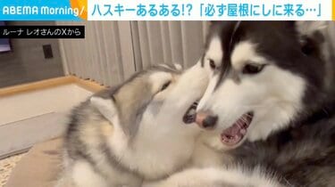 写真・画像】「これハスキーあるある？」“必ず屋根にしに来る”2匹の