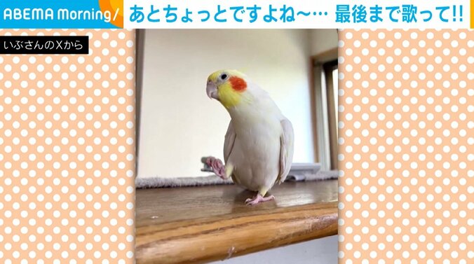 オカメインコのキラくん