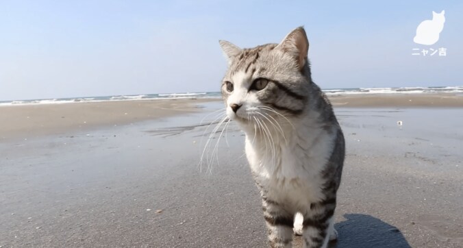 倉庫に捨てられていた野良が“パトロール猫”になるまで  誕生秘話に心温まる 1枚目