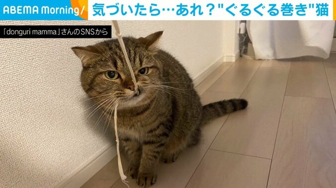 「え…絡まっちゃった」自作の猫じゃらしで遊んでいた猫の“困った顔”に「かわいい」「絶賛自分自身捕獲中」の声が続出 1枚目