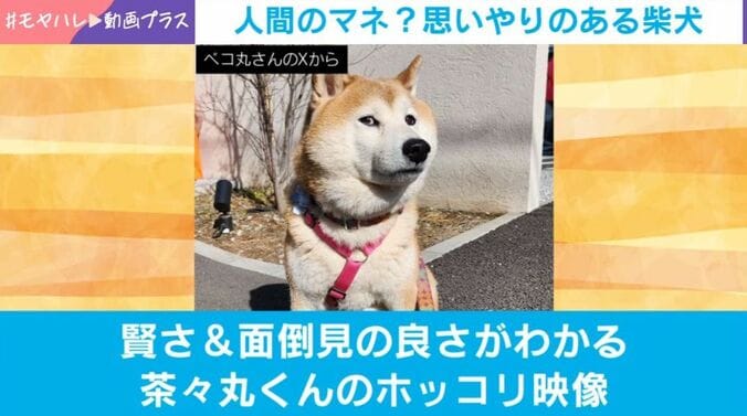 柴犬の茶々丸くん