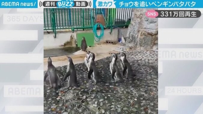 蝶を“ペタペタ”追い回すペンギンたち 無邪気な姿に“ほっこり” 「校庭に野良犬状態」「足音まで可愛い」と反響 1枚目