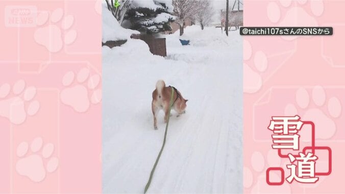 お散歩たのしい