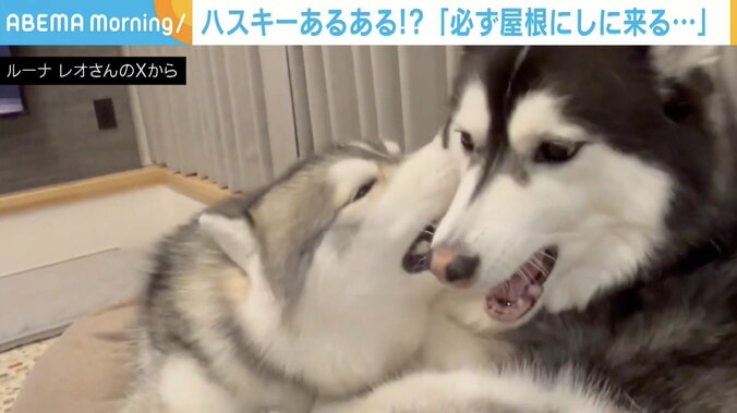 シベリアンハスキーのルーナちゃんとレオくん