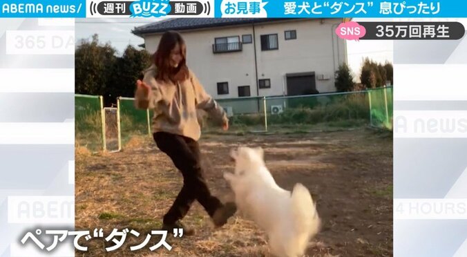 犬と飼い主が息ピッタリの“ペアダンス” 多彩な動きに「観てて幸せになります!」癒やされる人続出 1枚目