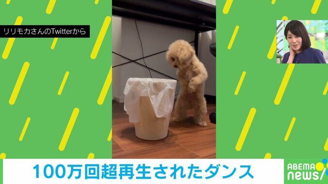 器用にダンスをする犬 ゴミ箱の周りを周回する“愛くるしい”姿に「ひっくり返さないのは偉い!」「思いのほか踊ってた!!」と話題 1枚目