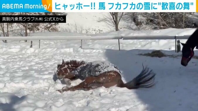 雪の上に寝転ぶ馬