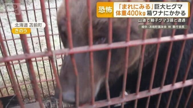 鋭い爪とうなり声で威嚇する巨大ヒグマ