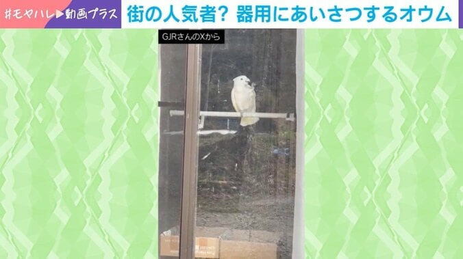 オウムの市松くん