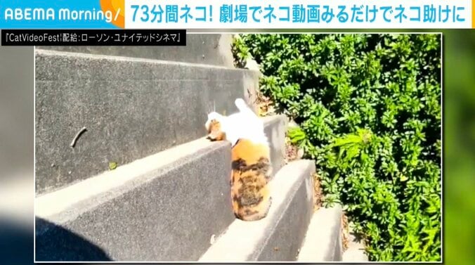 『CatVideoFest』
