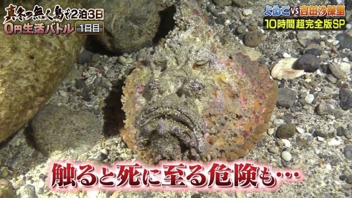 ダレノガレ明美、スクール水着で挑んだ『無人島0円生活』 「次はビキニ」で再チャレンジ?