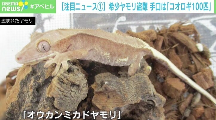 希少ヤモリ盗難 手口は「コオロギ100匹ください」 店長「ショックでしかない」