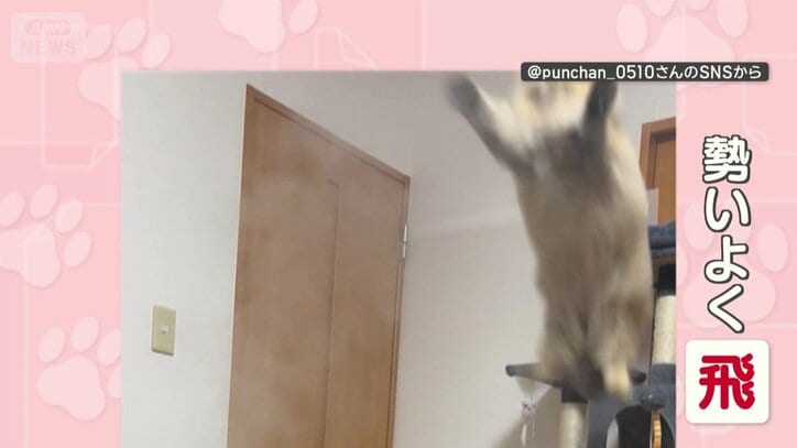 勢いよく空中に飛び出す