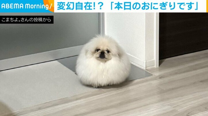 ペキニーズのこまちよちゃん