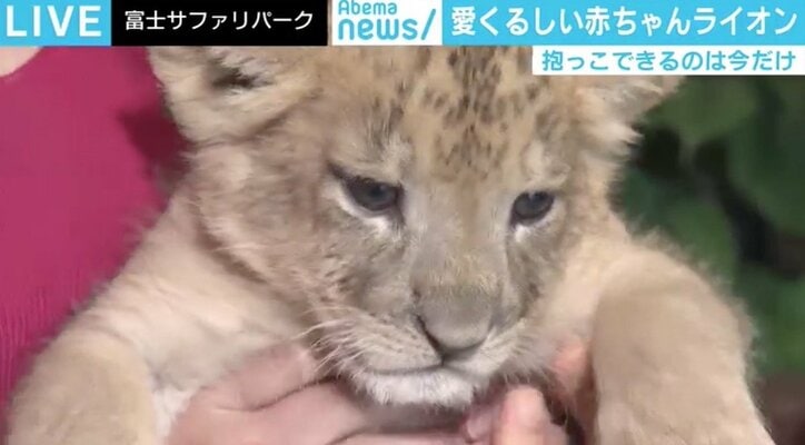 富士サファリパーク、GWに赤ちゃんライオンを抱っこできるイベント実施