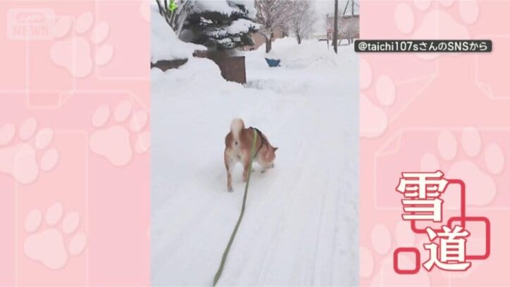 お散歩たのしい