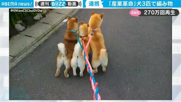3匹の柴犬が散歩中に大興奮 リードが 三つ編み 状態に ほっこり珍現象と原因に反響 国内 Abema Times