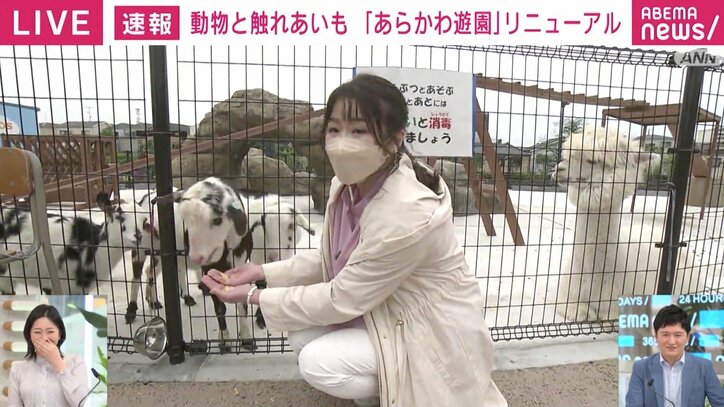 “日本で一番遅い”ジェットコースターに0から生まれ変わった観覧車、アルパカに猛禽類とのふれあいまで 「あらかわ遊園」を徹底取材