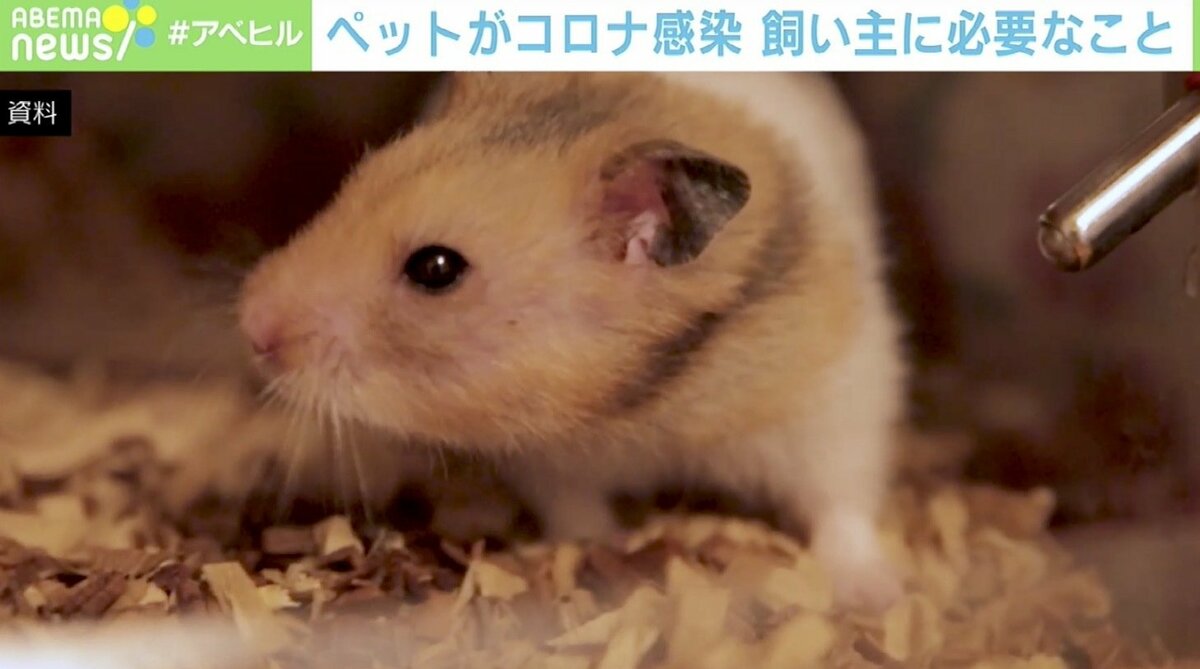 ハムスターの新ねぐら | 株式会社スドー｜観賞魚・水草 爬虫類