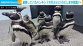 東京へ避難のペンギンたち、7カ月ぶりに故郷・能登へ帰宅 担当者「正直さみしいが皆さんにも会いに行ってほしい」