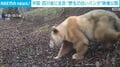 中国・四川省に生息 “野生の白いパンダ”映像公開