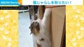 もう少しニャンだけど… 猫じゃらしを取ろうとするマンチカンの“必死”な姿に飼い主もメロメロ