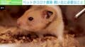 香港でハムスター約2000匹を殺処分に…根拠は？ 専門家「今のパンデミックはヒトからヒト」