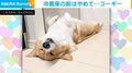やめてください！ コーギーが冷蔵庫前で“本気寝”する姿が話題