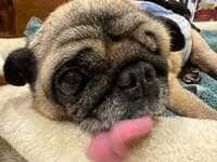 坂上忍『今日も完食なパグゾウ先生?』