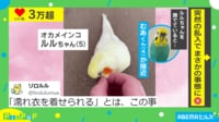 【映像】蹴飛ばされたオカメインコの八つ当たり