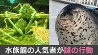 【映像】アザラシ驚異の顔芸