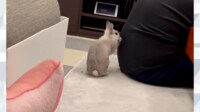 【映像】ご主人の背中をカキカキするウサギ