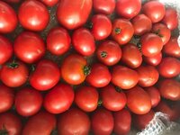 横山だいすけ『だいすけ…じゃなくて、だいすき…』