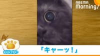 【映像】背筋がヒンヤリする黒猫の大きな瞳（至近距離の姿も）
